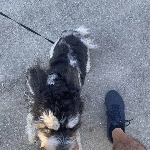 Shih tzu on the morning walk-through